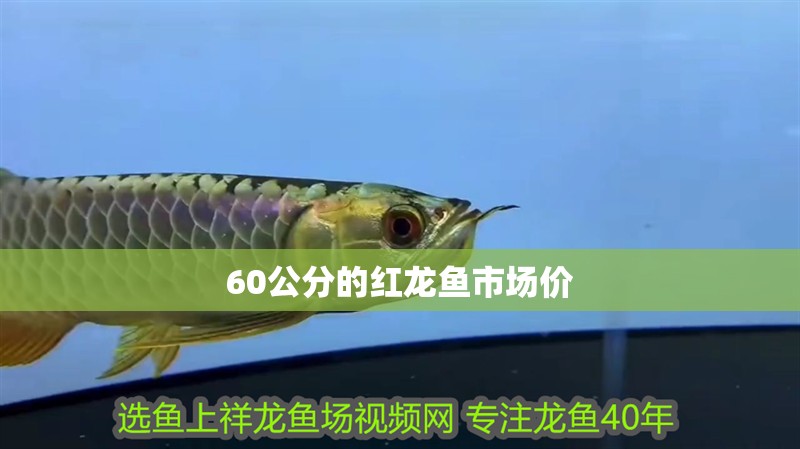 60公分的紅龍魚市場價