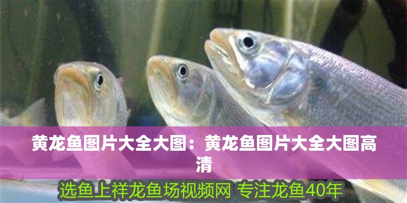 黃龍魚圖片大全大圖：黃龍魚圖片大全大圖高清 黃龍魚圖片大全大圖：黃龍魚圖片大全大圖高清 水族問答