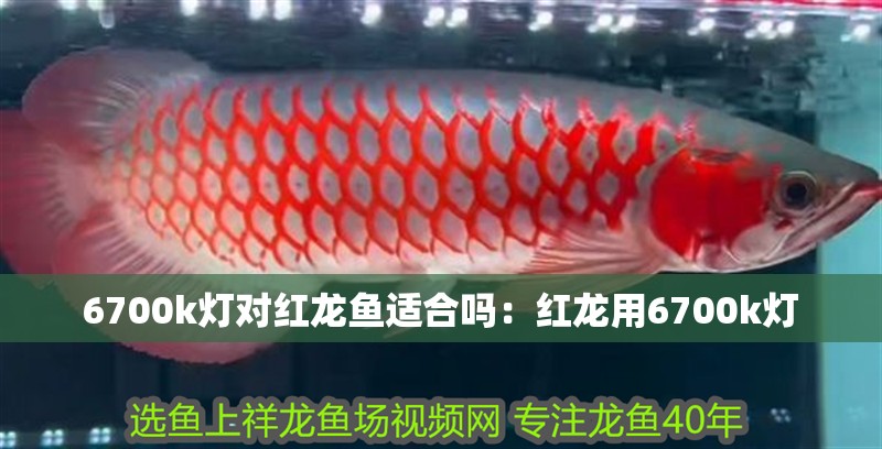 6700k燈對紅龍魚適合嗎：紅龍用6700k燈 6700k燈對紅龍魚適合嗎：紅龍用6700k燈 水族問答