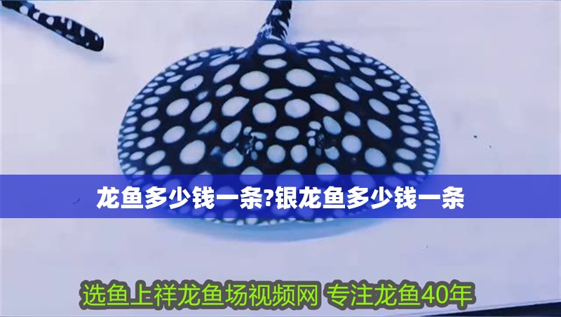 龍魚(yú)多少錢(qián)一條?銀龍魚(yú)多少錢(qián)一條