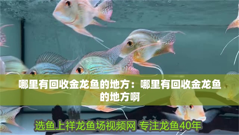 哪里有回收金龍魚的地方：哪里有回收金龍魚的地方啊 哪里有回收金龍魚的地方：哪里有回收金龍魚的地方啊 水族問答