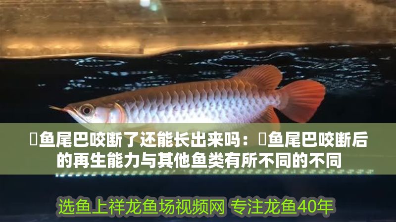 魟魚尾巴咬斷了還能長出來嗎：魟魚尾巴咬斷后的再生能力與其他魚類有所不同的不同