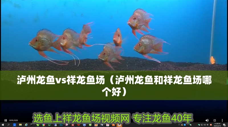 瀘州龍魚vs祥龍魚場（瀘州龍魚和祥龍魚場哪個好）