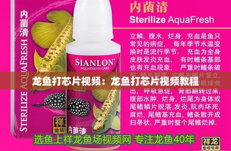 龍魚打芯片視頻：龍魚打芯片視頻教程