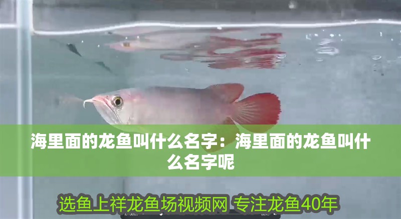 海里面的龍魚叫什么名字：海里面的龍魚叫什么名字呢 海里面的龍魚叫什么名字：海里面的龍魚叫什么名字呢 水族問答
