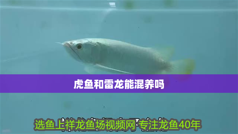 虎魚和雷龍能混養(yǎng)嗎 龍魚百科 第1張 虎魚和雷龍能混養(yǎng)嗎 虎魚和雷龍能混養(yǎng)嗎 龍魚百科 第1張