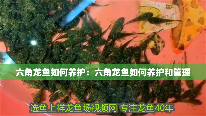 龍魚腸炎痢特靈用量