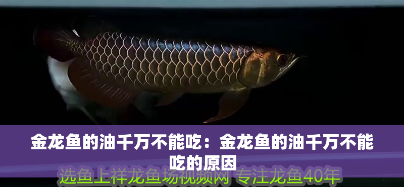 金龍魚的油千萬不能吃：金龍魚的油千萬不能吃的原因 金龍魚的油千萬不能吃：金龍魚的油千萬不能吃的原因 水族問答
