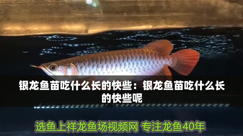 銀龍魚苗吃什么長(zhǎng)的快些：銀龍魚苗吃什么長(zhǎng)的快些呢