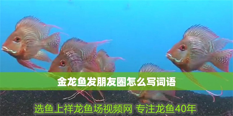 金龍魚發朋友圈怎么寫詞語