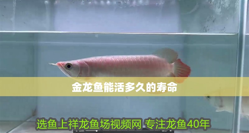 金龍魚能活多久的壽命