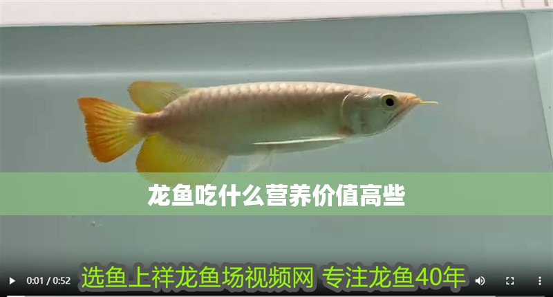 龍魚吃什么營養價值高些