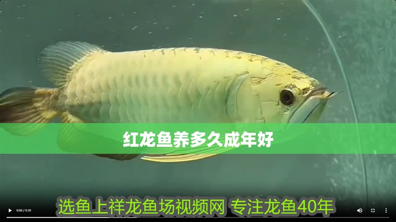 紅龍魚養(yǎng)多久成年好 紅龍魚養(yǎng)多久成年好 龍魚百科 第1張