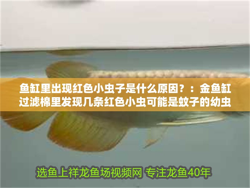 魚缸里出現(xiàn)紅色小蟲子是什么原因？：金魚缸過濾棉里發(fā)現(xiàn)幾條紅色小蟲可能是蚊子的幼蟲蟲
