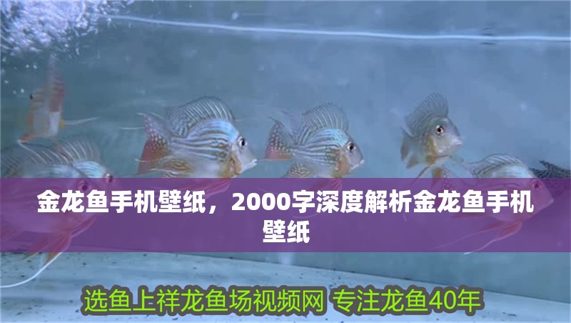 金龍魚手機壁紙，2000字深度解析金龍魚手機壁紙