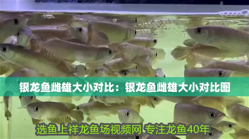銀龍魚雌雄大小對比：銀龍魚雌雄大小對比圖