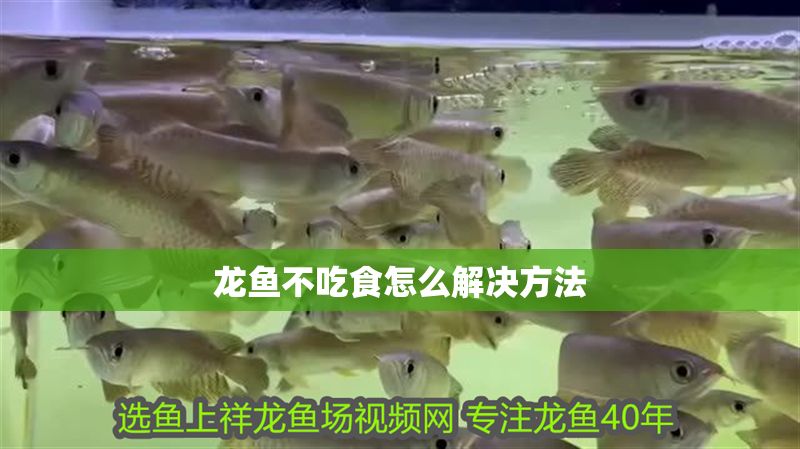龍魚不吃食怎么解決方法