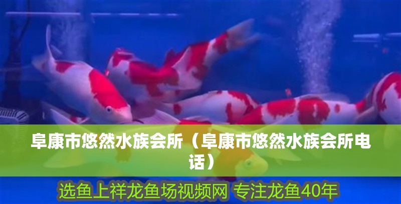 阜康市悠然水族會(huì)所（阜康市悠然水族會(huì)所電話）