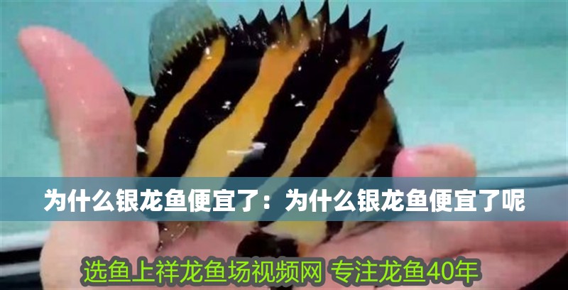 為什么銀龍魚便宜了：為什么銀龍魚便宜了呢