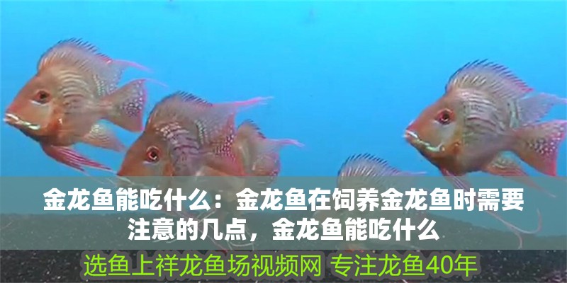 金龍魚能吃什么：金龍魚在飼養金龍魚時需要注意的幾點，金龍魚能吃什么