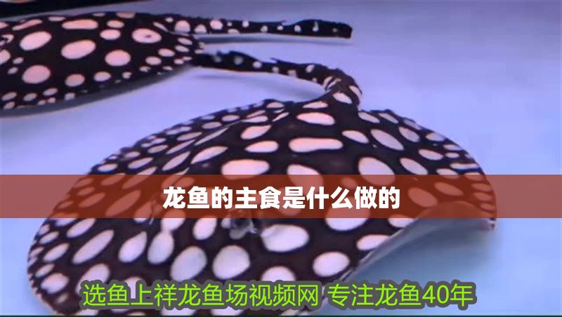 龍魚的主食是什么做的