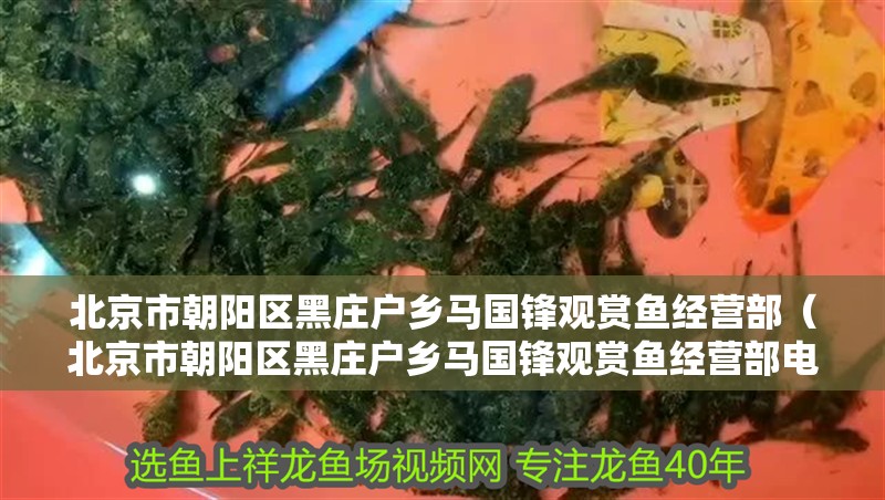 北京市朝陽區黑莊戶鄉馬國鋒觀賞魚經營部（北京市朝陽區黑莊戶鄉馬國鋒觀賞魚經營部電話） 北京市朝陽區黑莊戶鄉馬國鋒觀賞魚經營部（北京市朝陽區黑莊戶鄉馬國鋒觀賞魚經營部電話） 全國水族館企業名錄 第1張