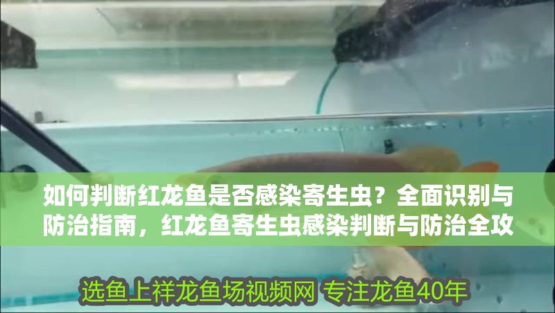 如何判斷紅龍魚是否感染寄生蟲？全面識別與防治指南，紅龍魚寄生蟲感染判斷與防治全攻略