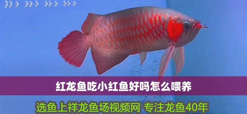 紅龍魚吃小紅魚好嗎怎么喂養(yǎng) 紅龍魚吃小紅魚好嗎怎么喂養(yǎng) 龍魚百科 第1張