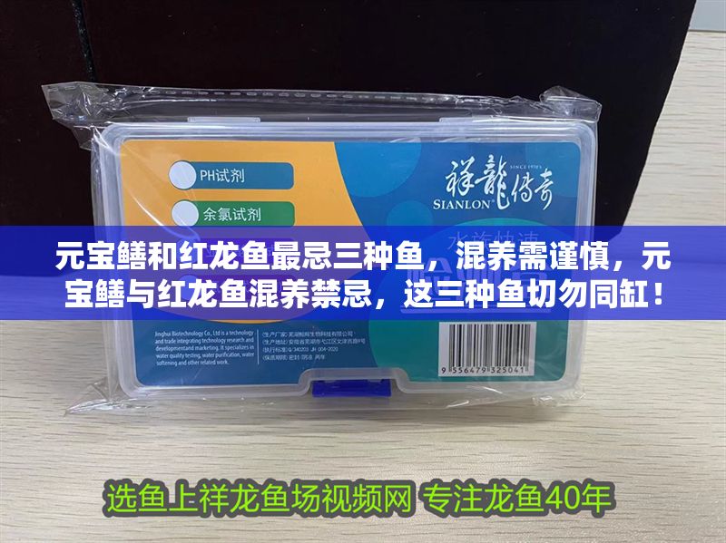 元寶鱔和紅龍魚最忌三種魚,混養需謹慎,元寶鱔與紅龍魚混養禁忌,這三種魚切勿同缸! 龍魚百科 第1張 元寶鱔和紅龍魚最忌三種魚,混養需謹慎,元寶鱔與紅龍魚混養禁忌,這三種魚切勿同缸! 元寶鱔和紅龍魚最忌三種魚,混養需謹慎,元寶鱔與紅龍魚混養禁忌,這三種魚切勿同缸! 龍魚百科 第1張