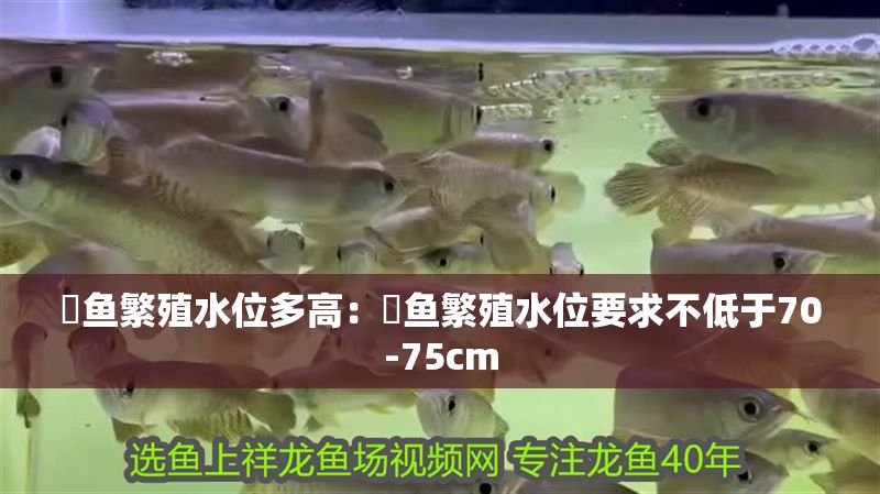 魟魚繁殖水位多高：魟魚繁殖水位要求不低于70-75cm 魟魚繁殖水位多高：魟魚繁殖水位要求不低于70-75cm 魟魚百科 第2張