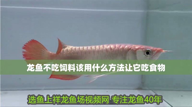 龍魚不吃飼料該用什么方法讓它吃食物