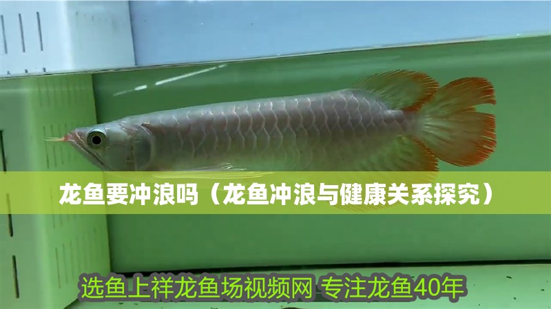 龍魚要沖浪嗎（龍魚沖浪與健康關系探究）