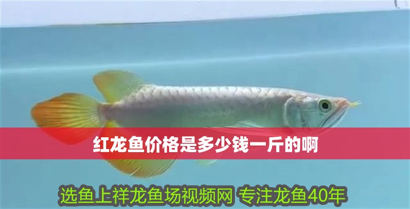 紅龍魚價格是多少錢一斤的啊