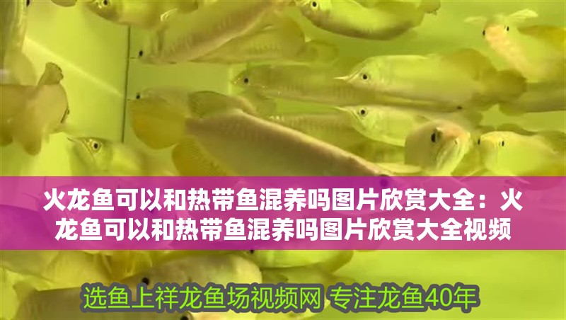 火龍魚可以和熱帶魚混養嗎圖片欣賞大全：火龍魚可以和熱帶魚混養嗎圖片欣賞大全視頻 火龍魚可以和熱帶魚混養嗎圖片欣賞大全：火龍魚可以和熱帶魚混養嗎圖片欣賞大全視頻 水族問答