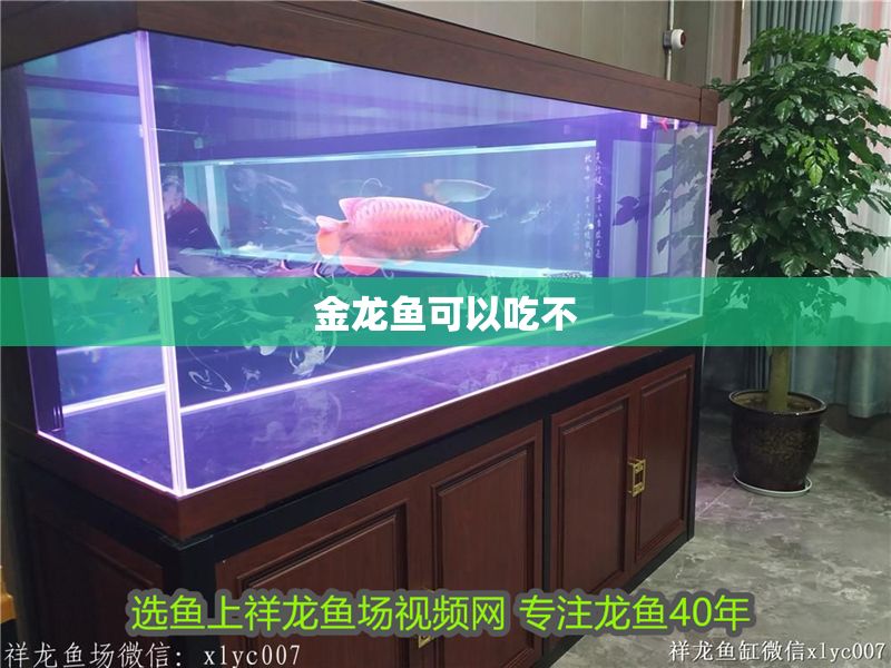金龍魚可以吃不