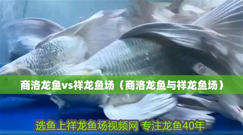 商洛龍魚vs祥龍魚場（商洛龍魚與祥龍魚場）