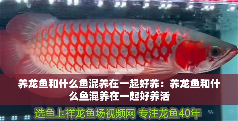 養(yǎng)龍魚和什么魚混養(yǎng)在一起好養(yǎng)：養(yǎng)龍魚和什么魚混養(yǎng)在一起好養(yǎng)活