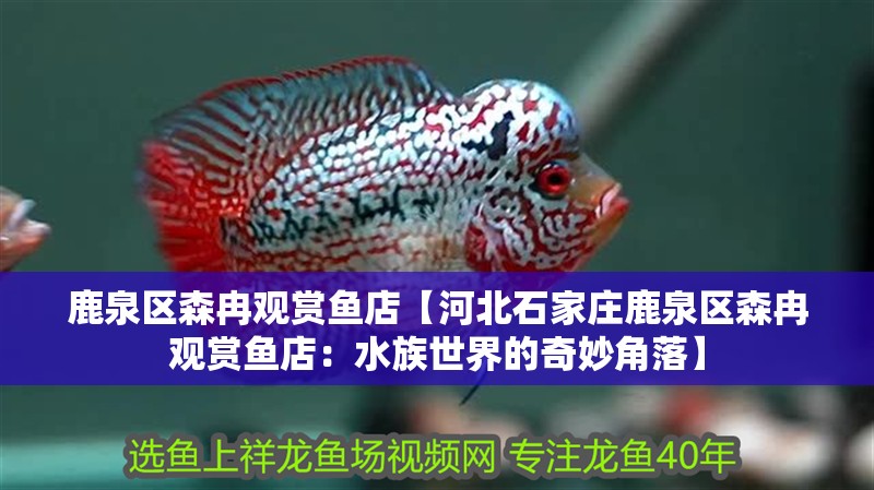 鹿泉區森冉觀賞魚店【河北石家莊鹿泉區森冉觀賞魚店：水族世界的奇妙角落】