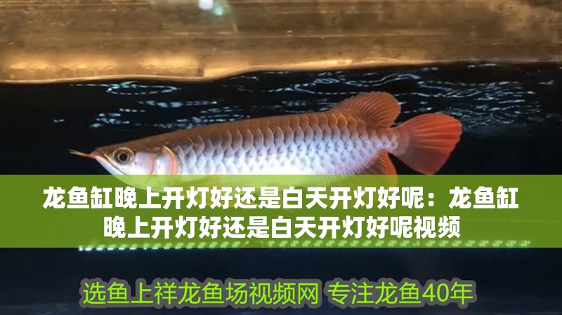 龍魚缸晚上開燈好還是白天開燈好呢：龍魚缸晚上開燈好還是白天開燈好呢視頻