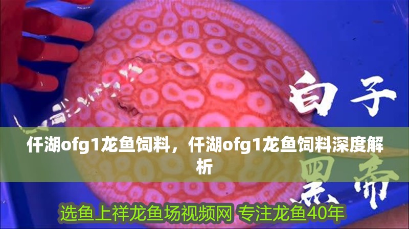 仟湖ofg1龍魚飼料，仟湖ofg1龍魚飼料深度解析