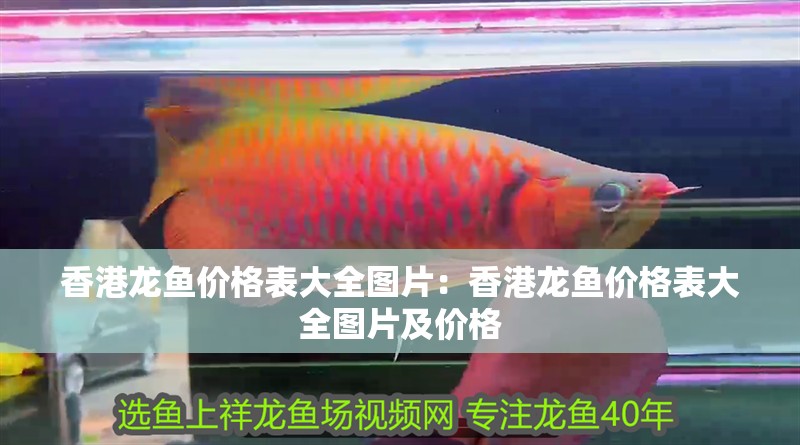 香港龍魚價格表大全圖片：香港龍魚價格表大全圖片及價格