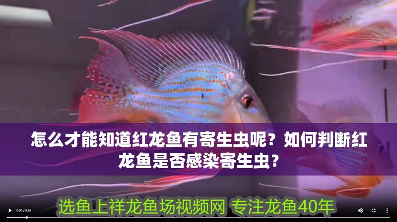 怎么才能知道紅龍魚有寄生蟲呢？如何判斷紅龍魚是否感染寄生蟲？