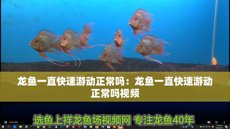龍魚(yú)一直快速游動(dòng)正常嗎：龍魚(yú)一直快速游動(dòng)正常嗎視頻