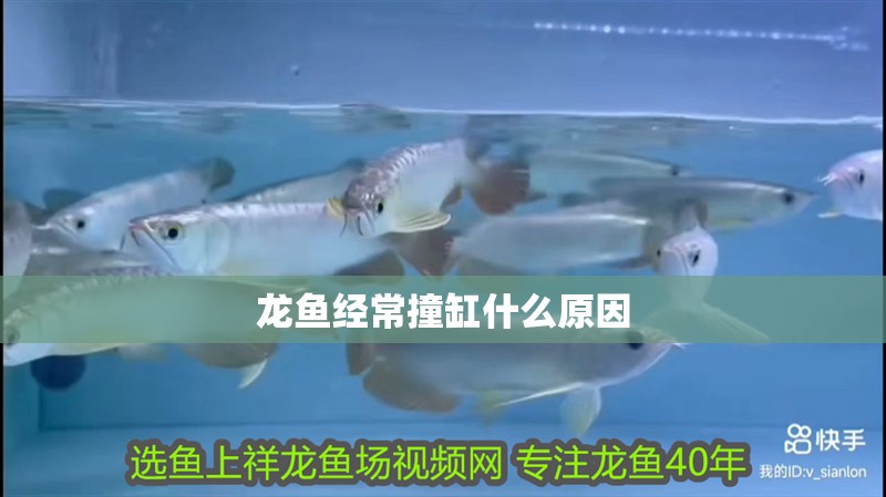 龍魚經(jīng)常撞缸什么原因