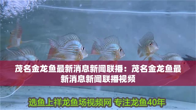 茂名金龍魚最新消息新聞聯(lián)播：茂名金龍魚最新消息新聞聯(lián)播視頻 茂名金龍魚最新消息新聞聯(lián)播：茂名金龍魚最新消息新聞聯(lián)播視頻 水族問答