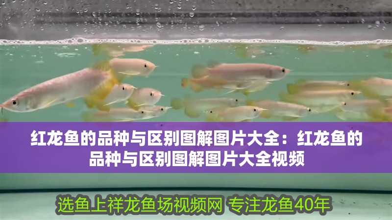 紅龍魚的品種與區(qū)別圖解圖片大全:紅龍魚的品種與區(qū)別圖解圖片大全視頻 水族問答 紅龍魚的品種與區(qū)別圖解圖片大全:紅龍魚的品種與區(qū)別圖解圖片大全視頻 紅龍魚的品種與區(qū)別圖解圖片大全:紅龍魚的品種與區(qū)別圖解圖片大全視頻 水族問答