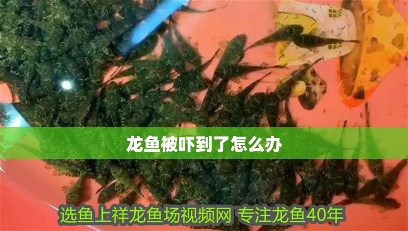 龍魚被嚇到了怎么辦