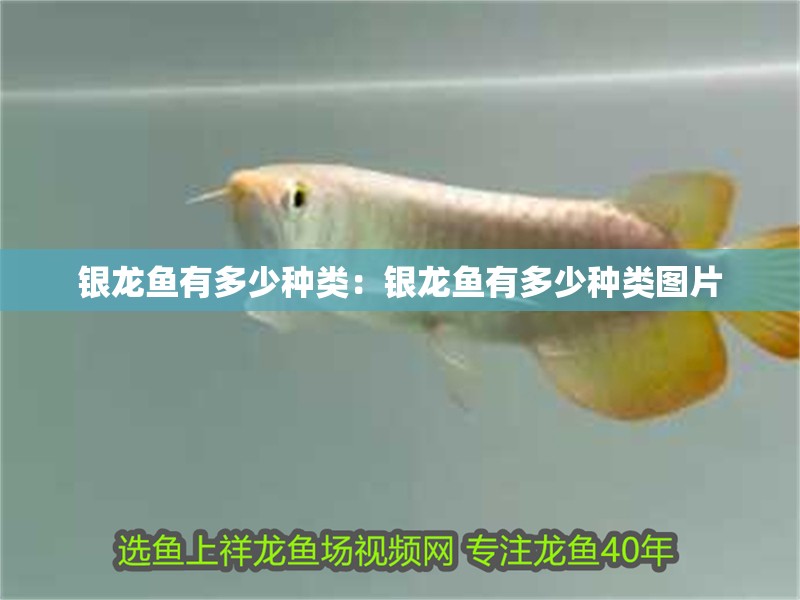 銀龍魚有多少種類：銀龍魚有多少種類圖片