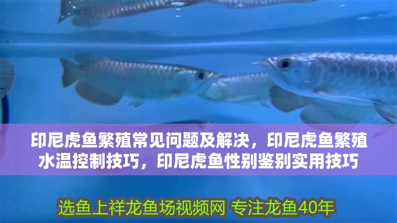印尼虎魚繁殖常見問題及解決，印尼虎魚繁殖水溫控制技巧，印尼虎魚性別鑒別實用技巧 印尼虎魚繁殖常見問題及解決，印尼虎魚繁殖水溫控制技巧，印尼虎魚性別鑒別實用技巧 虎魚百科 第2張