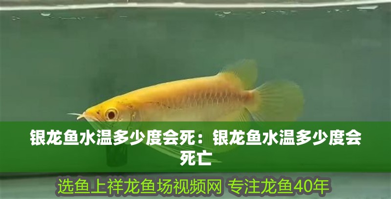 銀龍魚水溫多少度會死：銀龍魚水溫多少度會死亡